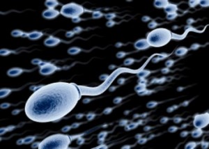 sperm_-350x250