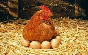 Hen-eggs_1370969c